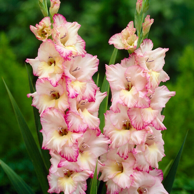Gladiolus Priscilla 10-pakning
